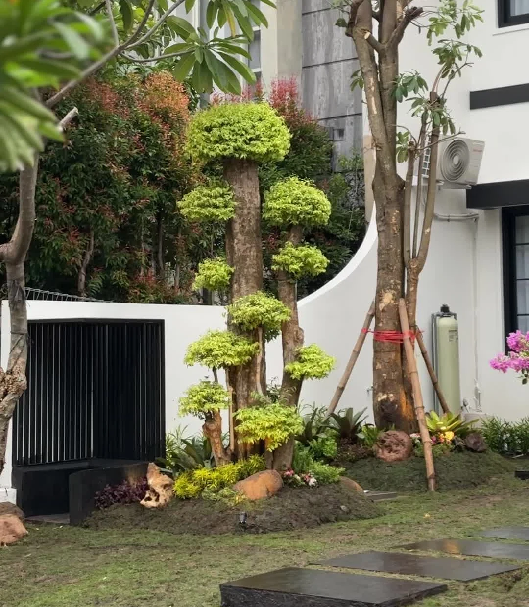 Bonsai Anting Putri Bikin Taman